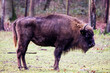 Closeup of Caucasian wisent in the forest