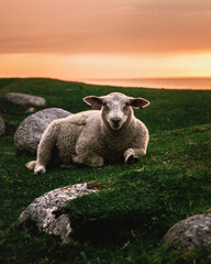 Sticker - Cute Passover lamb sitting in a field on sunset looking at us