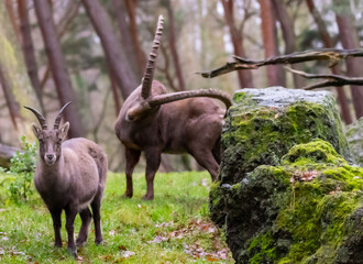 Wall Mural - Beautiful shot of Alpine ibex animals in the park