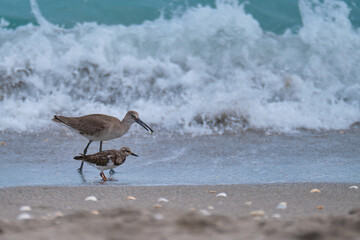 Poster - Shot of a shorebird and seagull walking along the beach with waves in the background