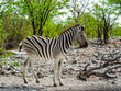 Closeup of a zebra in the field
