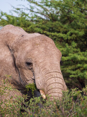 Poster - Closeup of an elephant