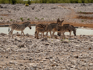 Sticker - Closeup of a herb of zebras in the field