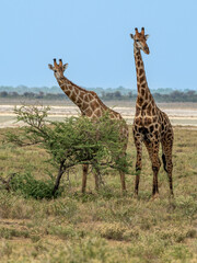 Sticker - Closeup of a Giraffe in the park