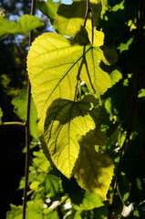 Wall Mural - closeup of an autumn leaf with sunlight