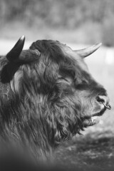 Poster - Selective of highland cattle in a farm