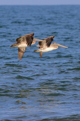 Poster - Beautiful shot of petrels flying over the sea