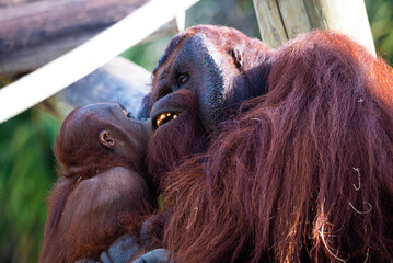 Wall Mural - Beautiful shot of an ape and its baby bonding