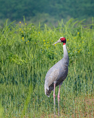 Poster - Sarus Crane in Wheat field 2