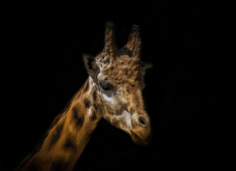 Wall Mural - Closeup of the giraffe head isolated on black background.