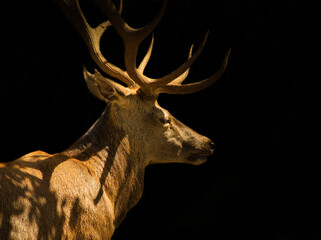 Poster - Closeup of the male red deer isolated on black background.