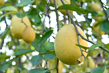 Wall Mural - Close-up the bunch ripe yellow lime fruits with green leaves