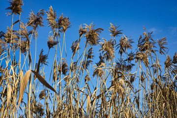 Canvas Print - Field of reeds under a blue sky