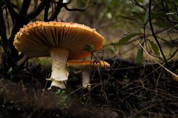 Wall Mural - Beautiful closeup shot of two yellow Death Cap mushrooms - great for wallpapers