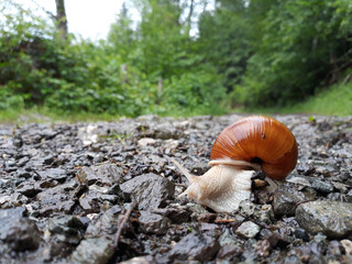 Wall Mural - Snail crawling on a muddy surface with a blurred background of trees