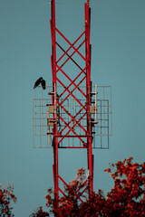 Wall Mural - Beautiful view of birds on a red tower against a blue sky