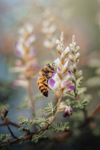 Closeup Of A Bee On A Flower In A Garden