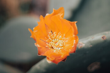 Sticker - Closeup of an orange flower on a blurred background