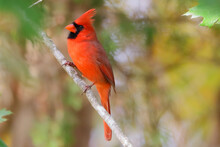 Closeup Shot Of A Cute Male Northern Cardinal Bird Or Redbird Perched On A Tree Branch