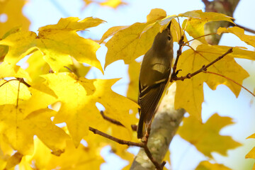 Canvas Print - Closeup shot of a cute Ruby-crowned kinglet under yellow leaves