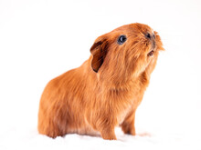 Lovely Baby Guinea Pig On A White Background