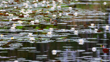 Beautiful Lily Pond With White Lilies - Horizontal Wallpaper