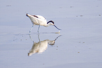 Sticker - Cute white Pied avocet searching for food in the waters in its natural habitat