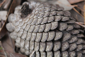 Poster - Macro shot of a conifer cone