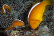 Clownfish - Orange Anemonefish Amphiprion sandaracinos. Underwater macro world of Tulamben, Bali, Indonesia