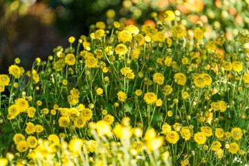 Poster - Natural background with yellow chrysanthemums in flower beds