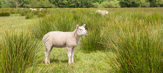 Sticker - Panorama of a cute white lamb in the green high grass of Drenthe, Netherlands