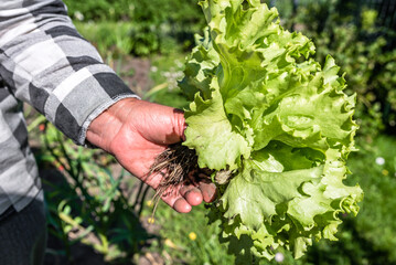 Wall Mural - Harvesting green salad - lettuce leaves in the garden. Farmer with freshly harvested vegetable, organic farming concept.