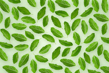 Basil Fragrant Green Herb Isolated On Green Wallpaper Background.