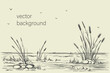 Hand-drawn simple vector background. Wild steppe pampas grass, reeds, panicle inflorescence. Nature, landscape Ink sketch, long banner