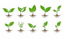 Plant With Root Set Illustration Vector Design