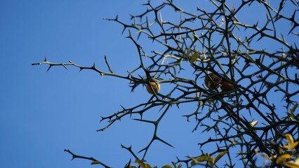 Wall Mural - The blue sky with many thorns