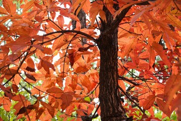 Canvas Print - The signature red maple tree of autumn.