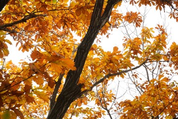 Wall Mural - The signature yellow maple tree of autumn.