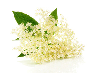 Wall Mural - Elderberry Blossom on white Background Isolated