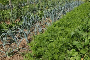 Canvas Print - Potager en été avec différents rangs de légumes