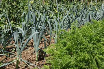 Canvas Print - Potager en été avec différents rangs de légumes