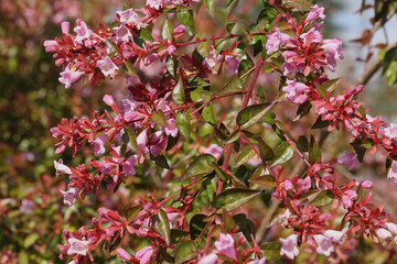 Poster - Abelia grandiflora 'Edward Goucher' aux fleurs roses	
