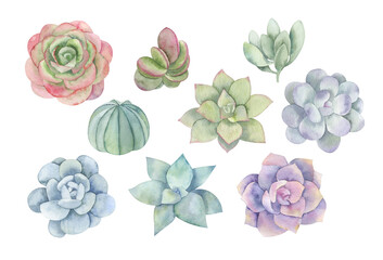 watercolor illustration set of succulents