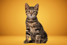  Images With Heart  Cat Full Body Yellow Background