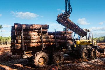 Wall Mural - porter or forwarder collecting pine trunks for storage