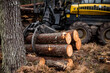porter or forwarder collecting pine trunks for storage