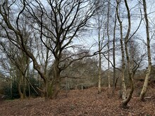 Forest Landscape With Bare Branched Silver Birch, Beech And Oak Trees In A Norfolk East Anglia Woodland The Ground Soil Of Peat And Brown Dried Leaf Mould The Dense Woodland In Spring With Grey Skies 