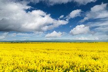 Yellow Rape Field On Blue Sky Background. Ukrainian National Flag Colors. Landscape Photography