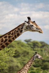 Wall Mural - Beatiful girrafe during safari in Tarangire National Park, Tanzania..