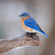bluebird 